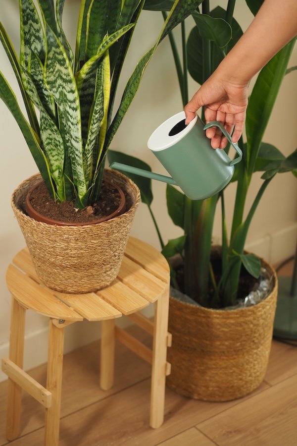 A green watering can is captured mid-pour