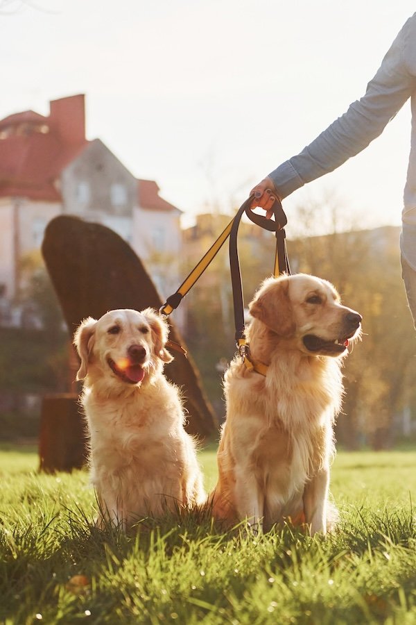 Woman have a walk with two Golden Retriever dogs in the park.