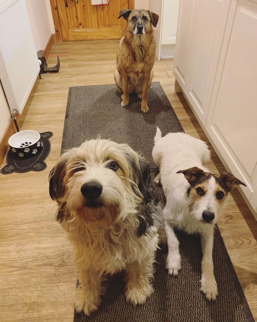 Multiple dogs in a hallway - pet sitting
